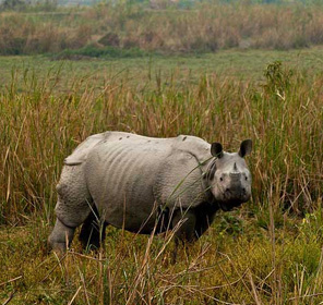 Kaziranga National Park 